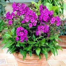 Perennial Flower Seeds 100 pc for Planting 100 pcs