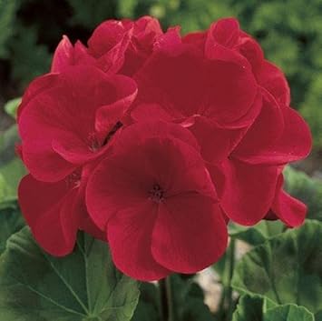 Deep Red Geraniums Heirloom Non-GMO Flower Seeds for Planting