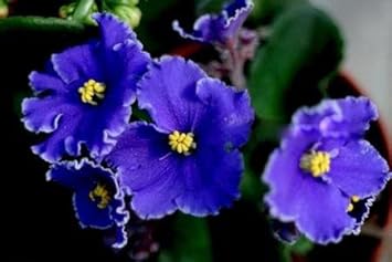 African Violet Flower Seeds for Planting, Blue Blooms, 100 pcs