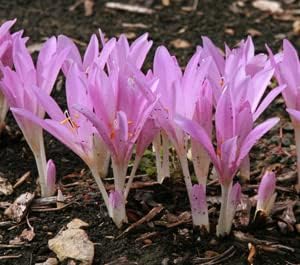 Crocus Flower Seeds Pink for Planting - NON GMO Seeds