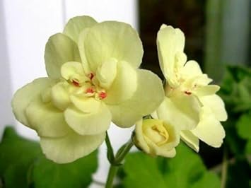 Light Yellow Geranium Heirloom Non-GMO Seeds for Planting