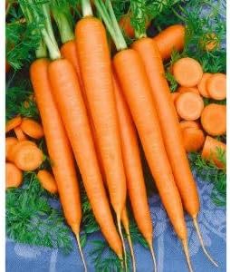 Carrot Flower Seeds – Heirloom Non-GMO Seeds for Pollinator-Friendly Garden Planting