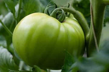 Tomato Seeds for Planting - Green Variety - heirloom & Non GMO Seeds