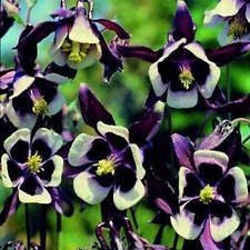 Violet White Columbine William Flower Seeds for Planting - NON GMO Seeds