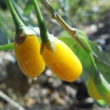 Organic Light Yellow Goji Berry Fruit Seeds - Heirloom Seeds for Home Garden, GMO Free