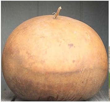 Brown Giant Gourd Seeds for Planting - 100 Pcs pcs