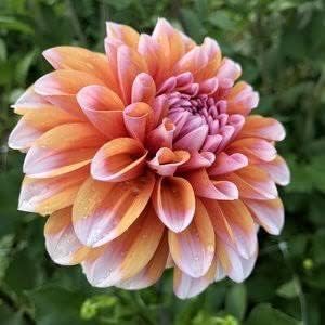 Butterscotch Dahlia Flower Seeds for Planting - Heirloom and Non-GMO Garden Seeds