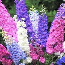 Rocket Larkspur Flower Seeds for Planting - NON GMO Seeds