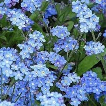 Mixed Myosotis Flower Seeds for Planting - 100 pcs seeds for planting in home garden