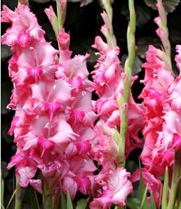 Pink Gladiolus Flower Planting Seeds 100 Pcs pcs