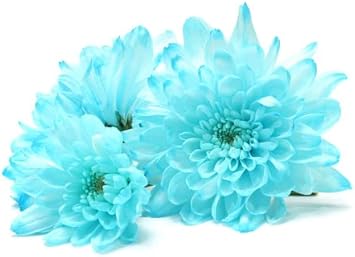 Light Blue Chrysanthemum Flower Seeds for Planting, NON GMO Seeds