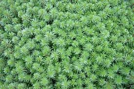 Heirloom Non-GMO Sedum Album Flower Seeds for Planting – Low-Maintenance Ground Cover Blooms