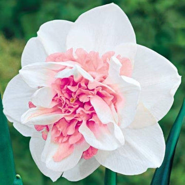 Baby Pink White Daffodil Flower Seeds for Planting – Non-GMO, Heirloom Quality