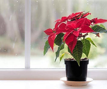 Poinsettia Flower Seeds for Planting ,Heirloom Seeds -100 pcs
