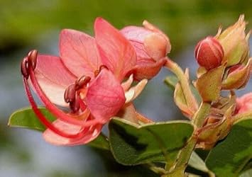 Cassia Marginata Flower Seeds for Planting - 100 pcs