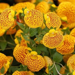 Red Yellow Calceolaria Flower Seeds for Planting – Heirloom, Non-GMO Seeds