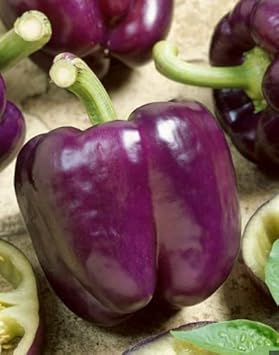 Violet Pepper Seeds for Planting heirloom & Non-GMO Seeds