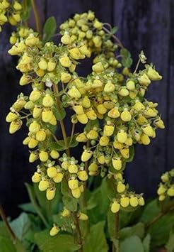 Light Yellow Calceolaria Flower Planting Seeds for Garden NON GMO Seeds