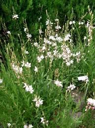 Heirloom Gaura Flower Seeds for Garden Planting, Non-GMO, Graceful Blooms for Pollinator Gardens