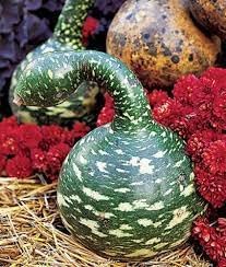 Swan Gourd Seeds for Planting - 100 Pcs pcs