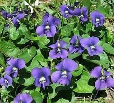 Violet Flower Planting Seeds 100 Pcs pcs