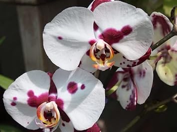 White Red Phalaenopsis Orchid Flower Seeds, Heirloom, Non-GMO Seeds for Planting