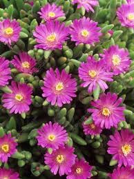 Heirloom Drosanthemum Hispidum Flower Seeds for Garden Planting, Non-GMO, Hardy Ice Plant Blooms
