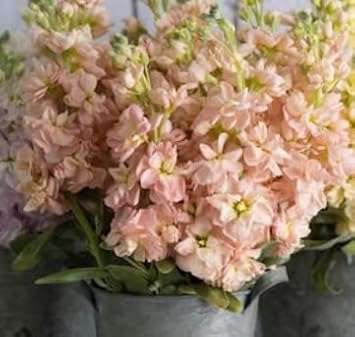 Peach Matthiola Incana Flower Seeds for Planting – Heirloom, Non-GMO, Organic Blooms