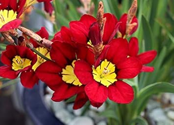 Heirloom Non-GMO Sparaxis Flower Seeds for Planting – Colorful Spring-Blooming Garden Flowers