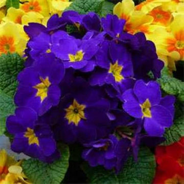 Heirloom Non-GMO Primula Malacoides Flower Seeds for Planting – Blue and Yellow Charming Blooms