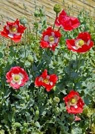 Danish Flower Seeds for Planting 100 pcs -Hierloom Flower Seeds