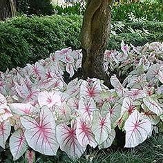 White Caladium Flower Seeds â€“ Heirloom, Non-GMO Flower Seeds for Planting
