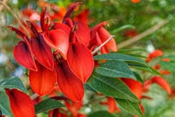 Dark Orange Erythrina Crista Galli Flower Seeds for Planting - NON GMO Seeds