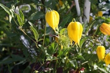 Yellow Tangutica Flower Planting Seeds for Garden NON GMO Seeds