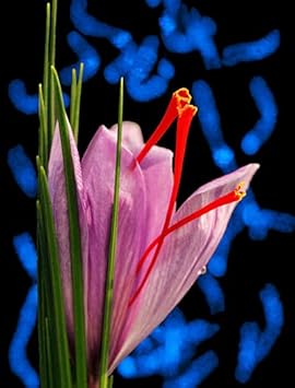 Crocus Flower Seeds Pink for Planting - NON GMO Seeds