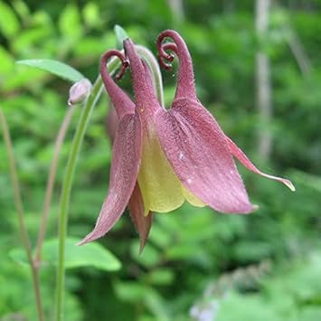 Buergeriana Flower Seeds for Garden Planting - 100 pcs