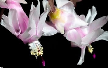 White Zygocactus Seeds for Planting – Organic, Heirloom, Non-GMO Flower Seeds