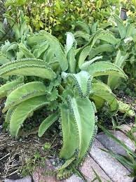 Kalanchoe Daigremontiana Seeds â€“ Heirloom, Non-GMO Succulent Seeds for Planting Indoors