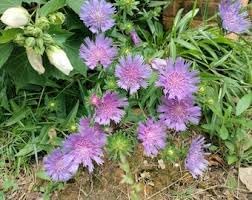 Stoke's Aster Flower Seeds for Planting - NON GMO Seeds