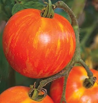 Dark Orange Tomato Solanum lycopersicum for planting in vegetable patch