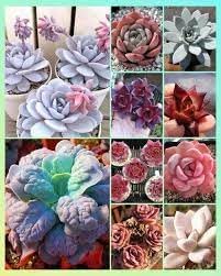 Echeveria Flowering Seeds for Planting - NON GMO Seeds
