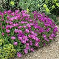 Delosperma Flower Seeds for Planting - 100 Pcs pcs