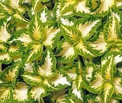 Heirloom Green Yellow Coleus Flower Seeds for Planting ƒ?? Non-GMO, Decorative Ornamental Foliage Variety for planting in your garden.
