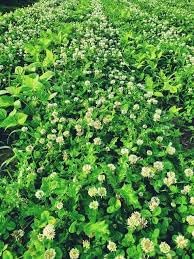 New Zealand Clover Seeds for Planting - NON GMO Seeds