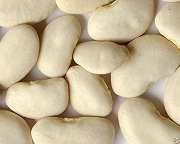 White Bush Bean Vegetable Seeds for Planting heirloom & Non-GMO Seeds