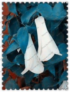 Organic White Lapageria Flower Seeds for Planting ƒ?? Heirloom, Non-GMO for planting in your garden.