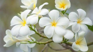 White Egg Flower Seeds for Garden Planting – Heirloom, Non-GMO Bright Bloom Variety