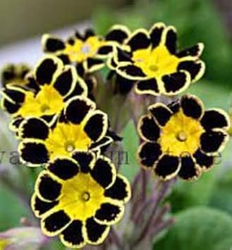 Yellow Black Primrose Flower Seeds 100 pcs
