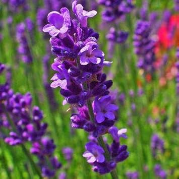 Heirloom Non-GMO Violet Lavender Flower Seeds for Garden Planting – Fragrant Herbal Blooms