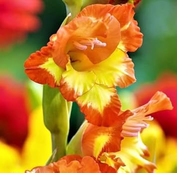 Heirloom Yellow Orange Gladiolus Flower Seeds – Non-GMO Perennial Blooms for Planting